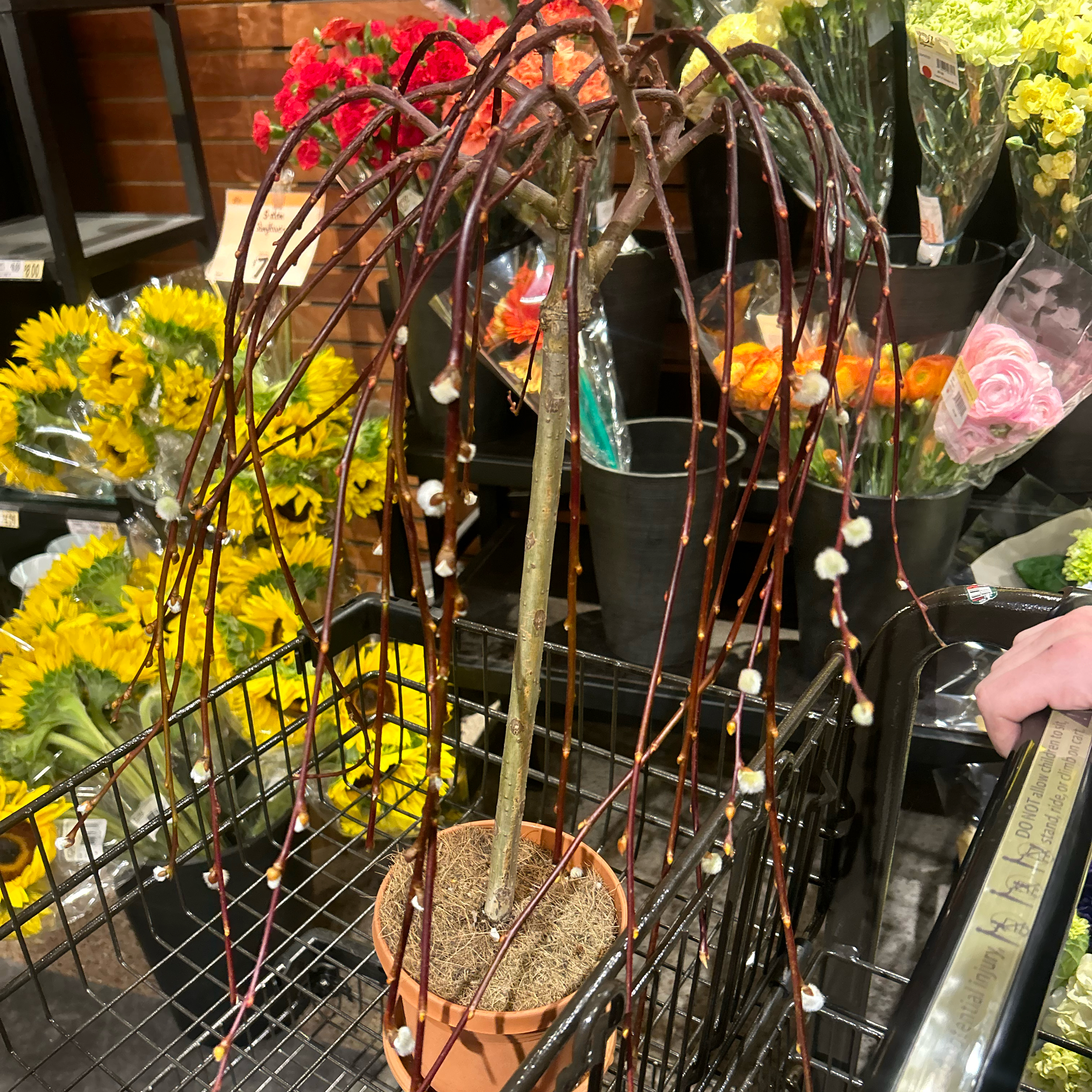 Photo of the plant species Dwarf Pussy Willow by @SpiffyCatmint68 named Celeste on Greg, the plant care app