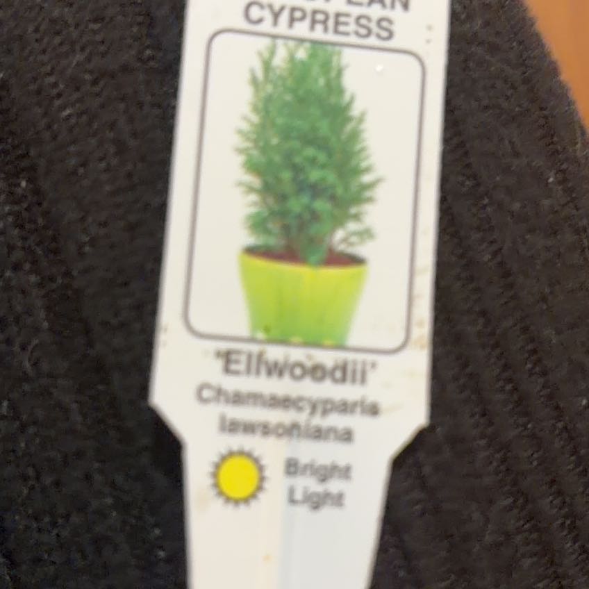 Photo of the plant species European Tree by @CoolPaleyucca64 named Navajo on Greg, the plant care app