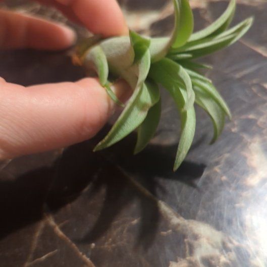 Photo of the plant species Tillandsia Erubescens by @SincereRosea84 named Zion on Greg, the plant care app