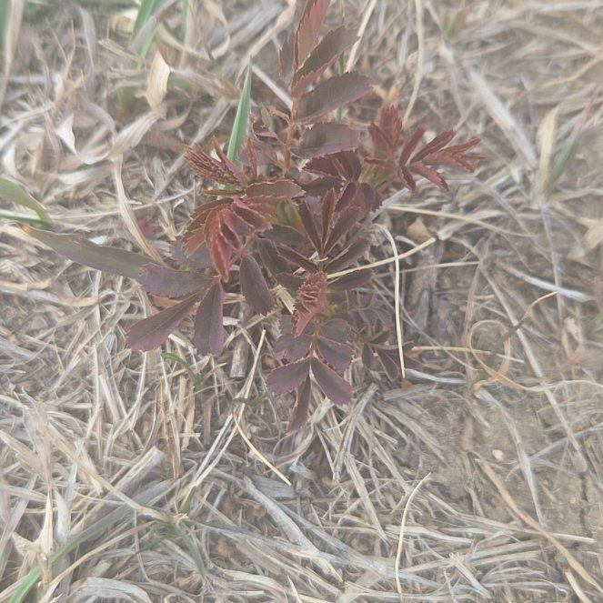 Photo of the plant species False Spiraea by @MightyBookaloe named Ulysses S Plant on Greg, the plant care app