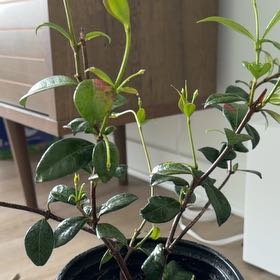 Photo of the plant species jasmine by @AmazingAloevera named Austen on Greg, the plant care app