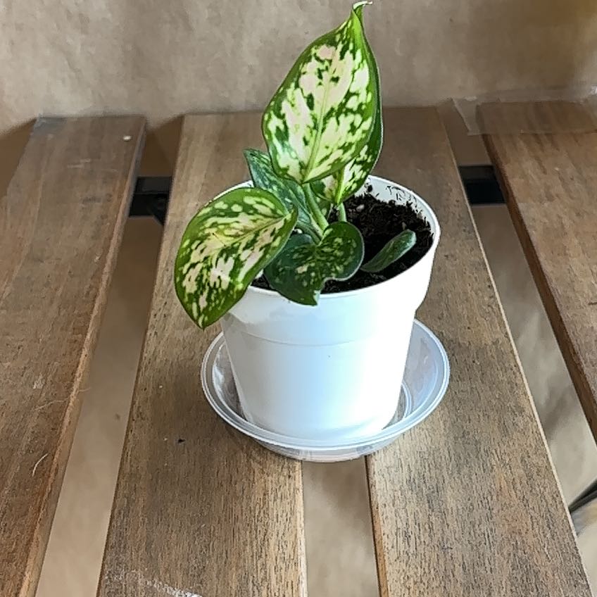 Photo of the plant species Aglaonema 'Red Valentine' by @hunterlee921 named Scarlett on Greg, the plant care app