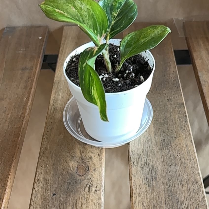 Photo of the plant species Aglaonema 'Maria' by @hunterlee921 named Remington on Greg, the plant care app