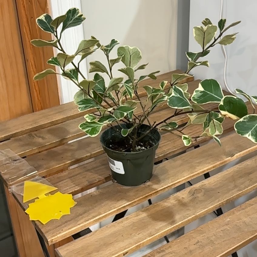 Photo of the plant species Ficus triangularis 'Variegata' by @hunterlee921 named Figyonce on Greg, the plant care app
