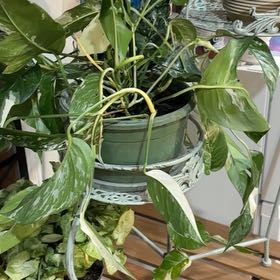 Photo of the plant species Epipremnum pinnatum 'Albo' by @hunterlee921 named Demi on Greg, the plant care app