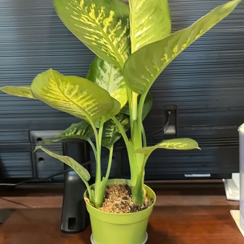 Photo of the plant species Dumbcane Tropic Snow by @hunterlee921 named Dumbo on Greg, the plant care app