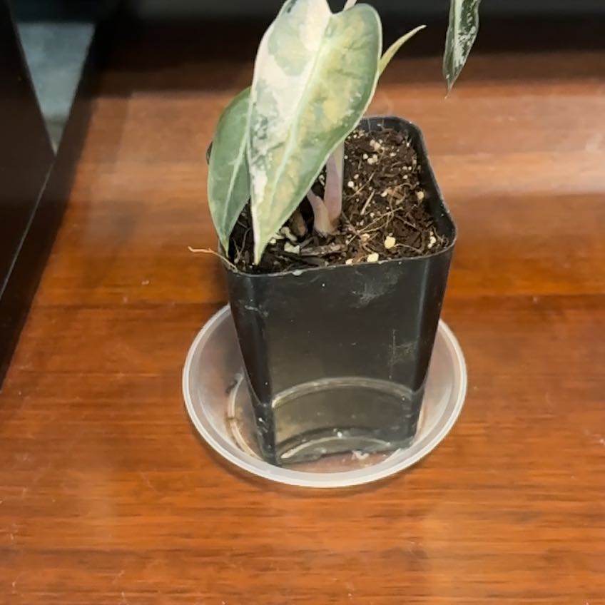 Photo of the plant species Alocasia Bambino Variegated Pink by @hunterlee921 named Bambi on Greg, the plant care app