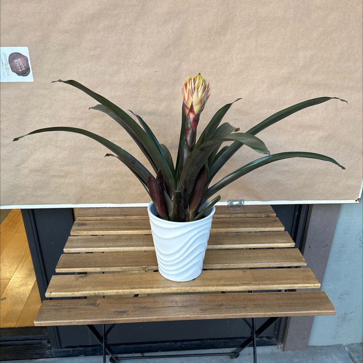 Photo of the plant species Bromeliad André by @hunterlee921 named Sigmund on Greg, the plant care app