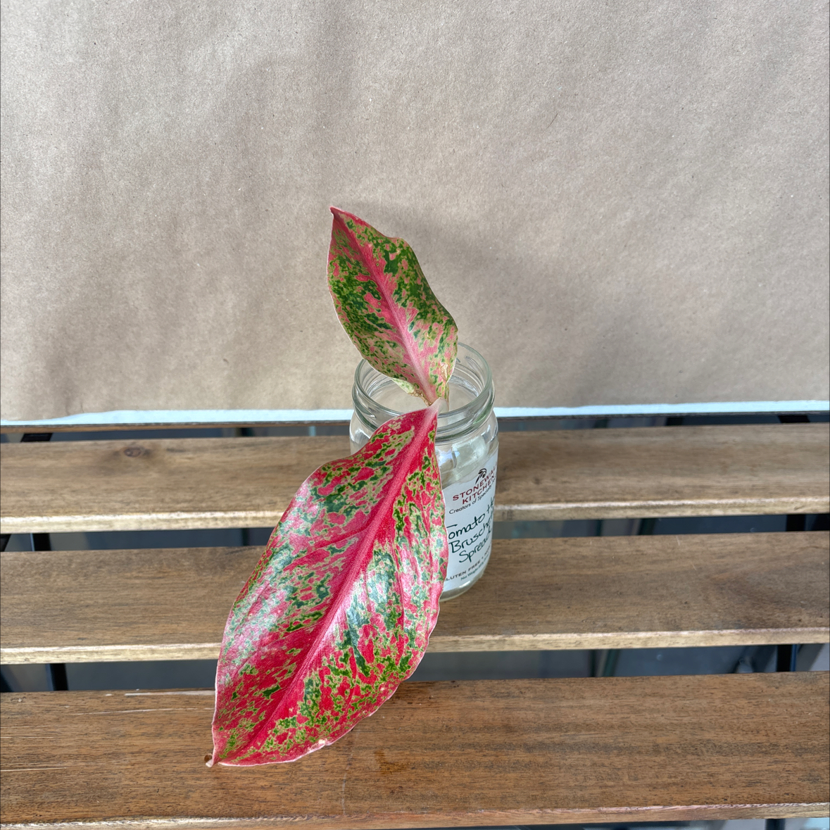Photo of the plant species Aglaonema 'Red Valentine' by @hunterlee921 named Jesus on Greg, the plant care app
