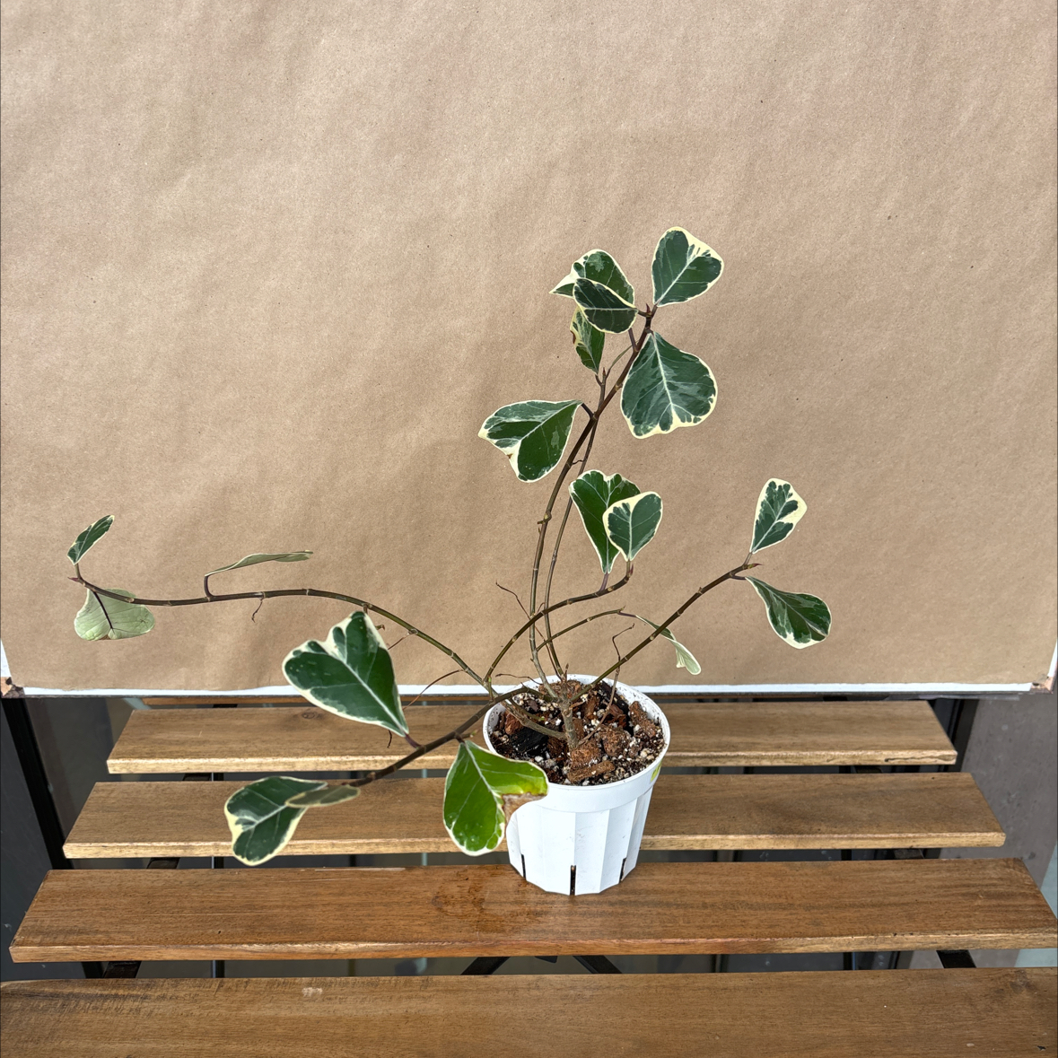 Photo of the plant species Ficus triangularis 'Variegata' by @hunterlee921 named Figyonce on Greg, the plant care app
