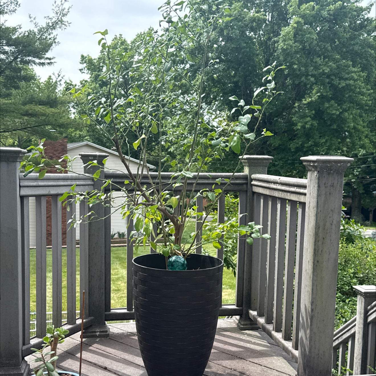 Photo of the plant species Dancy Tangerine Tree by @TrueRedbetel27 named Spike Lee on Greg, the plant care app