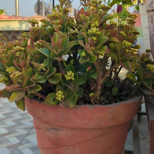 Photo of the plant species Kalanchoe 'Fire Rainbow' by @FitSarcodes32 named Tree Diddy on Greg, the plant care app