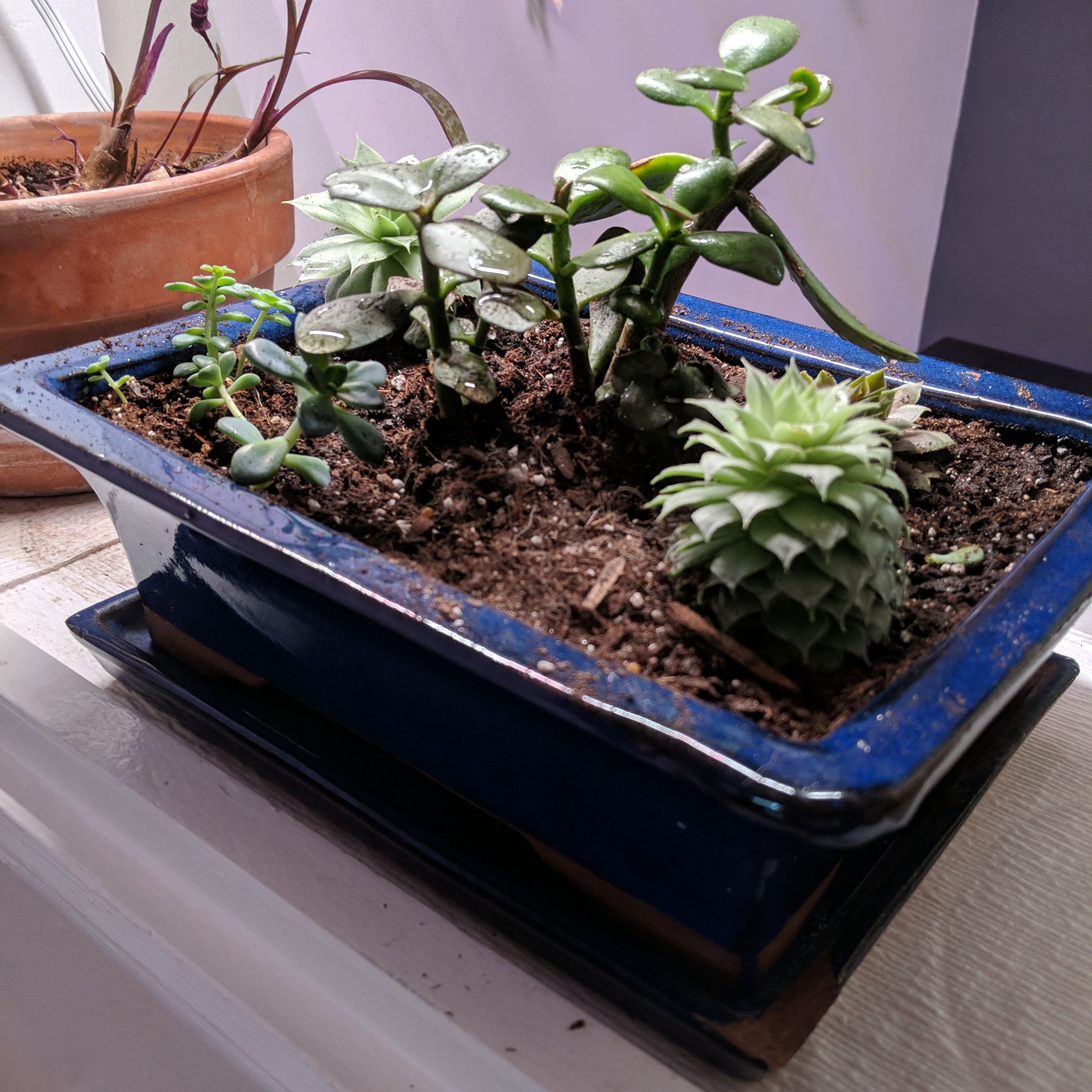 Photo of the plant species Echeveria 'Dondo' by @retrofractus named Display: Bouquet succulent on Greg, the plant care app