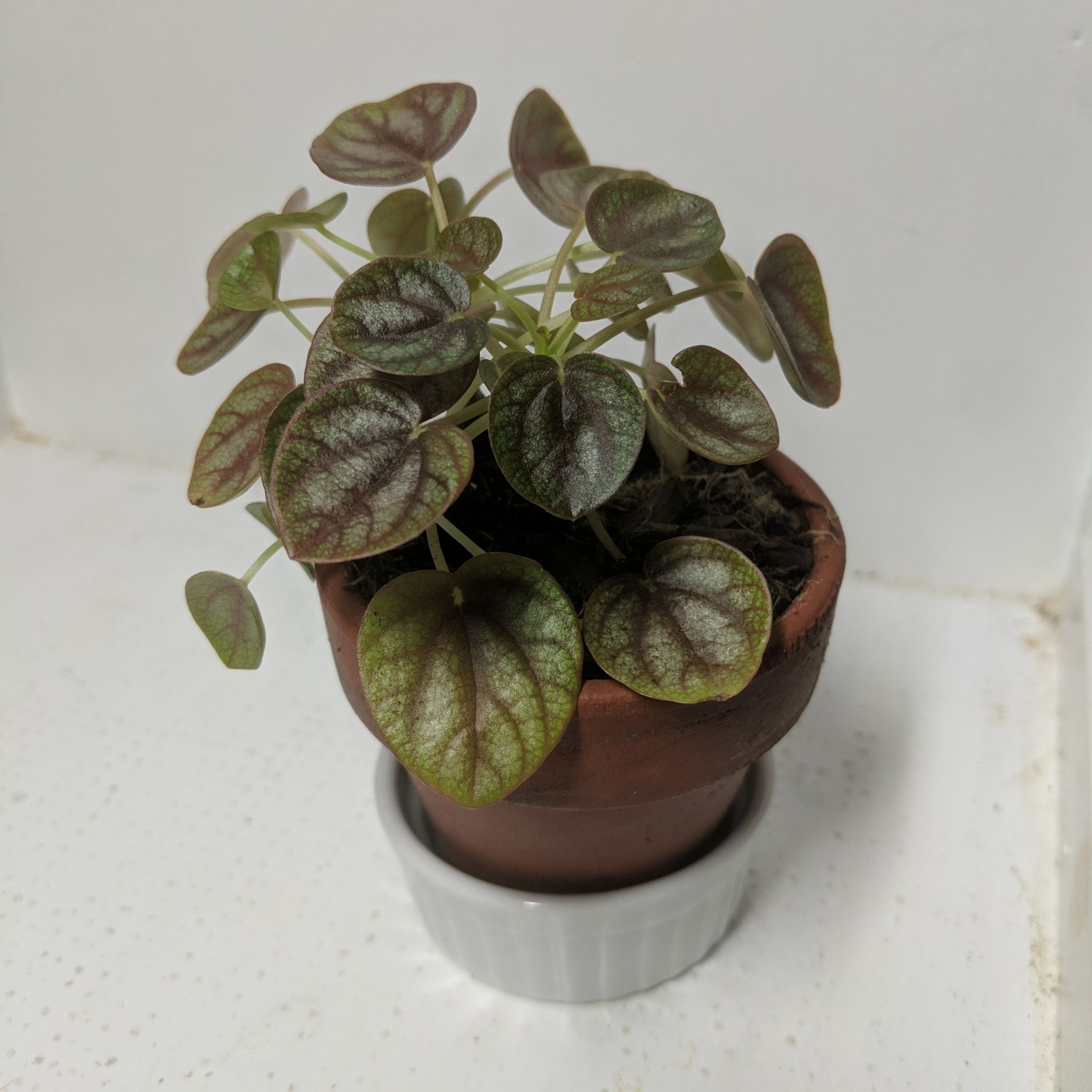 Potted Piccolo banda plant with green leaves and dark red veins.