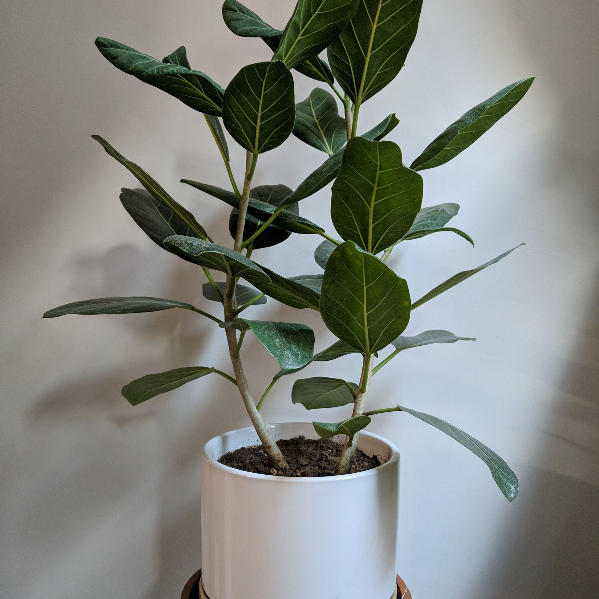 Photo of the plant species Audrey Ficus by @retrofractus named Ficus benghalensis (Audrey) on Greg, the plant care app