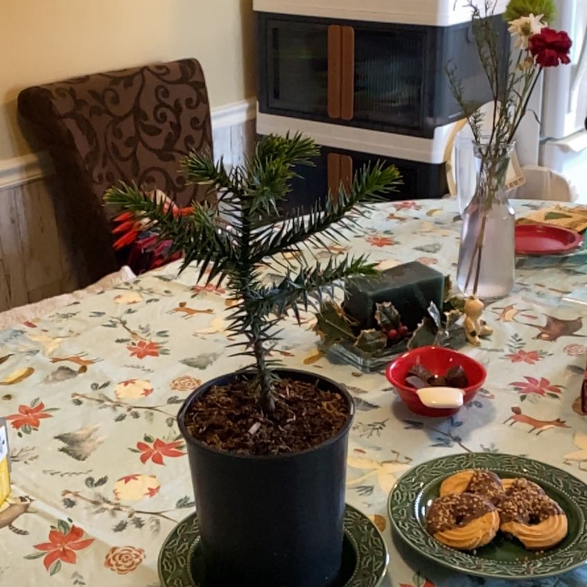 Photo of the plant species Monkey Puzzle Tree by @ComradeKoa92 named Sage on Greg, the plant care app