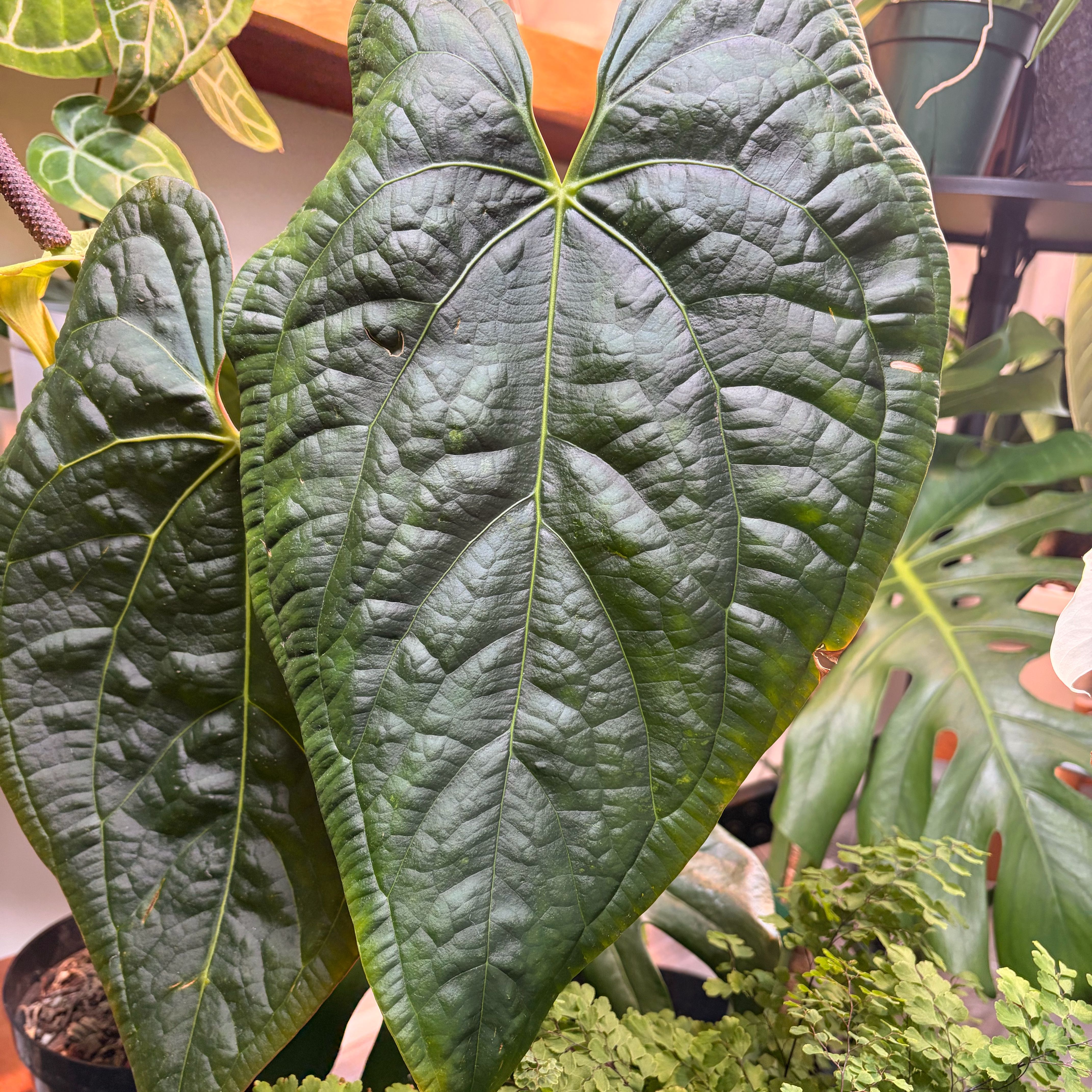 Anthurium papi x Luxurians 【大株】 Anthurium papillilaminum x luxurians, CAR-0247 – Carnivero