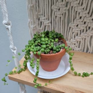 String of Pearls plant in Seattle, Washington
