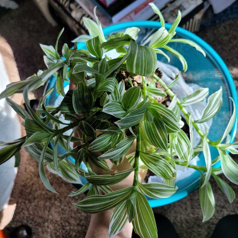 Photo from the post