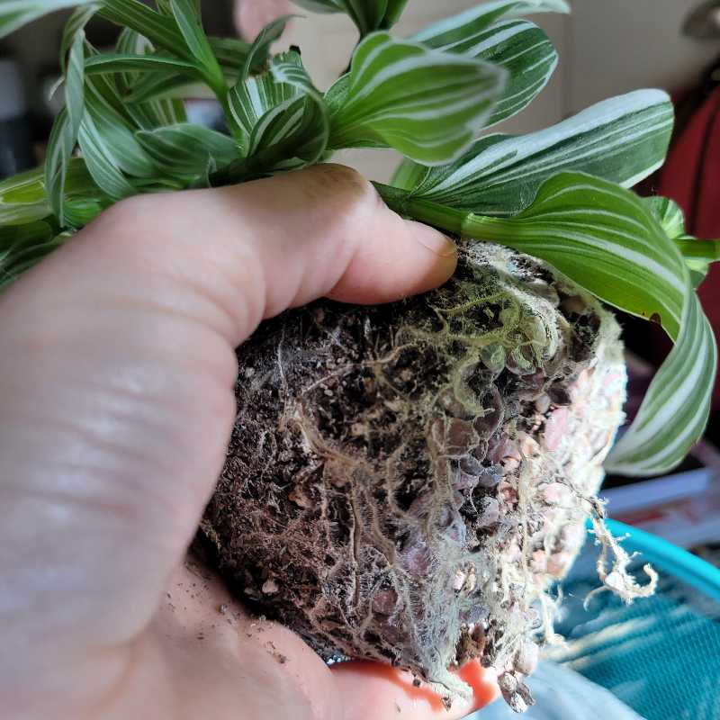 Photo from the post