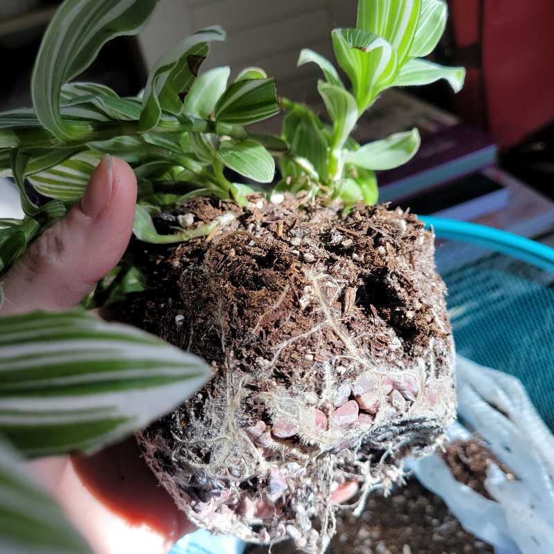 Photo from the post