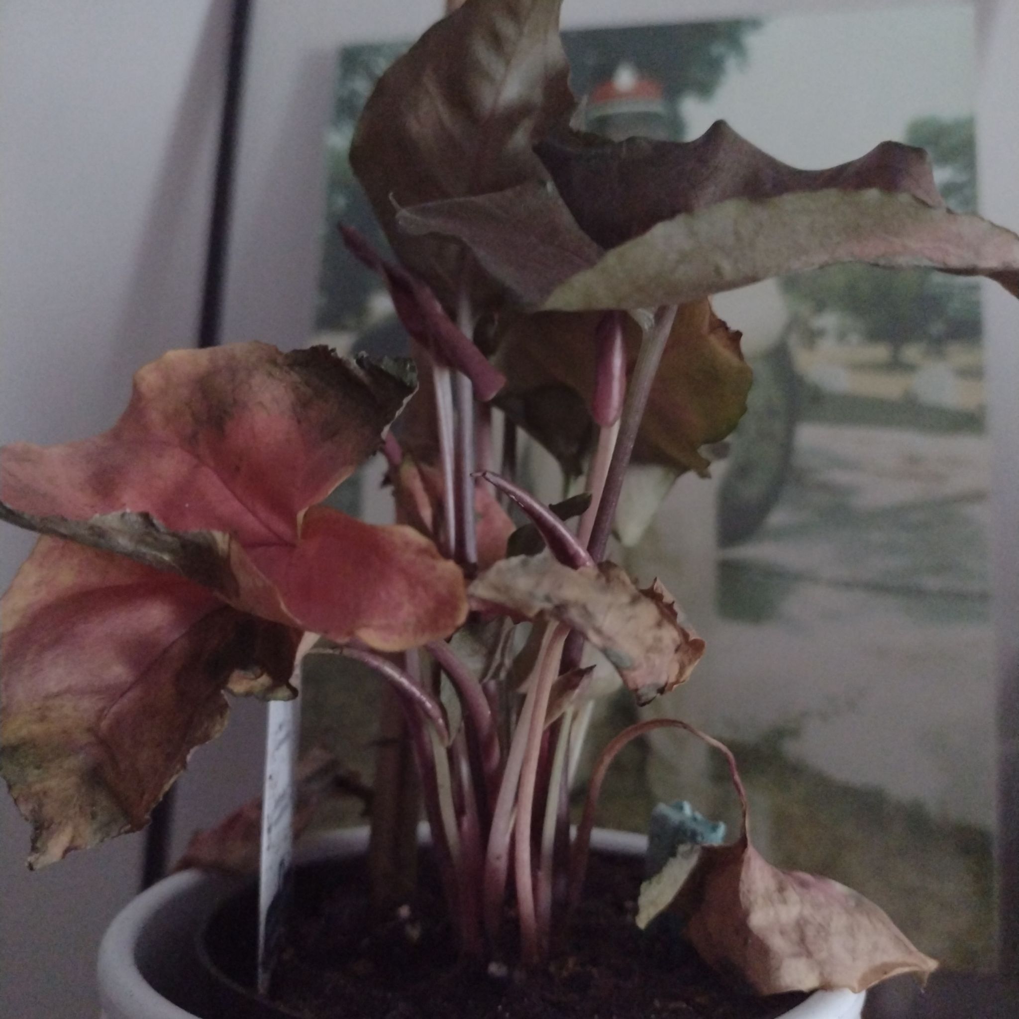 Photo of the plant species Green Arrow Plant by @OpulentMystax12 named Morgan Treeman on Greg, the plant care app