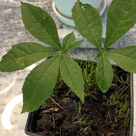 Photo of the plant species European Horse-Chestnut by @HumaneTreeonion named Marley on Greg, the plant care app