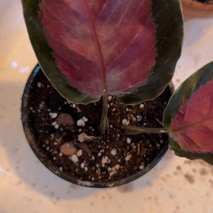 Photo of the plant species Rose Painted Calathea by @ChirpyFlax78 named Achilles on Greg, the plant care app