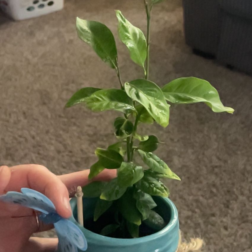 Photo of the plant species lemon tree by @QueenMabel named Lemon Drop on Greg, the plant care app