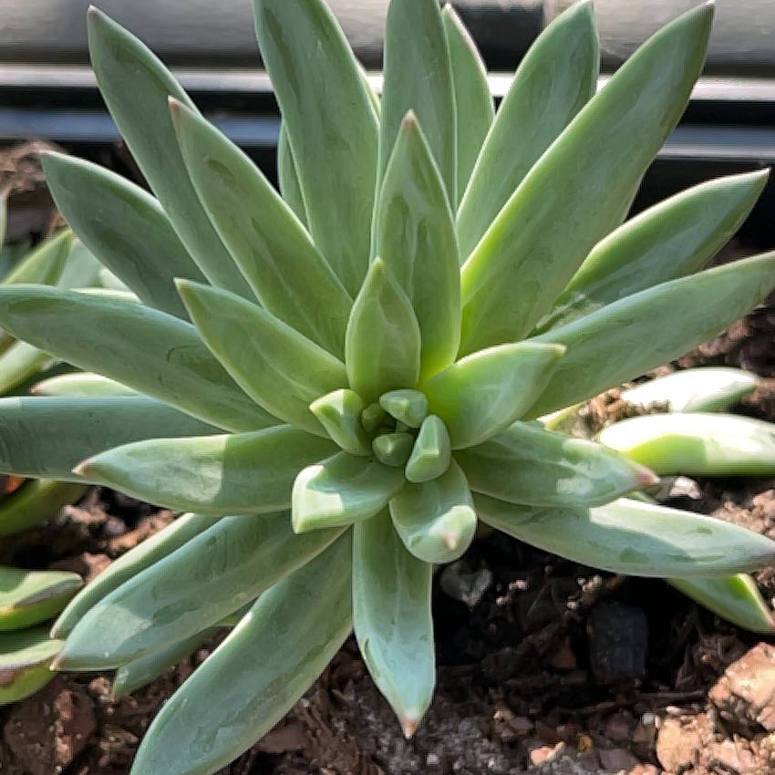 Photo of the plant species Bright Green Dudleya by @LitheFanpalm99 named Duke on Greg, the plant care app