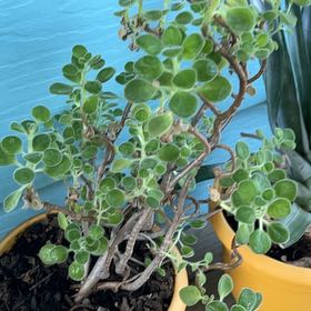 Photo of the plant species Vick's Plant by @tahcreates named Vix on Greg, the plant care app