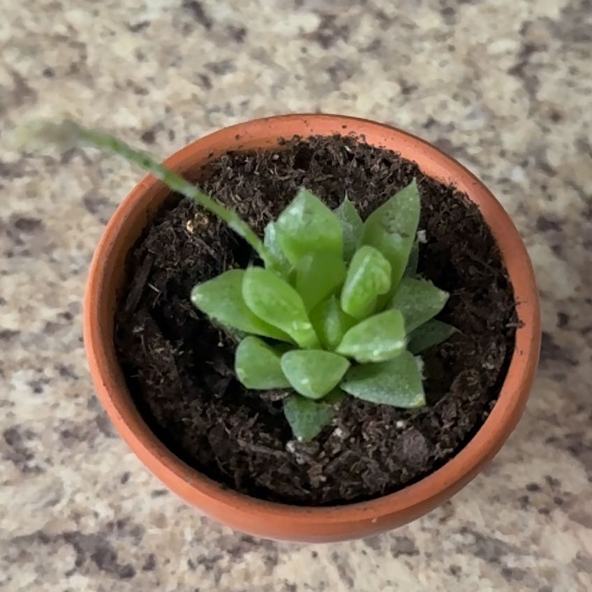 Photo of the plant species Windowpane Plant by @PlantMom1983 named Marilyn on Greg, the plant care app