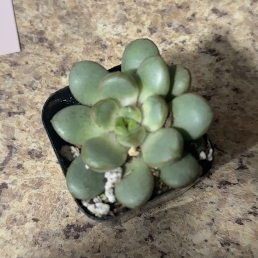 Photo of the plant species Graptoveria 'Amethorum' by @PlantMom1983 named Marley on Greg, the plant care app