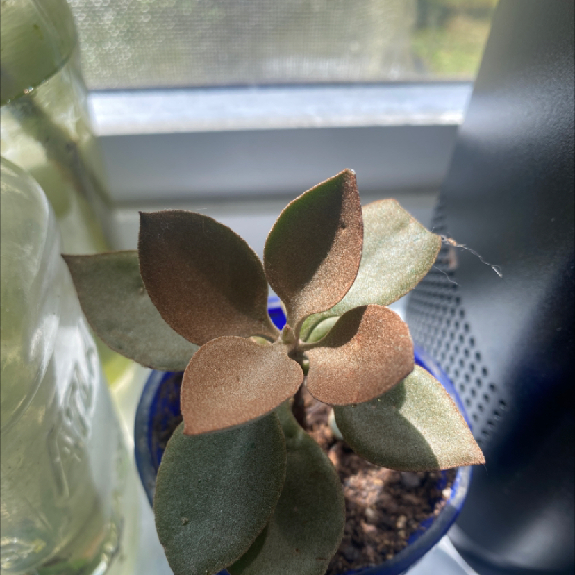 Copper Spoons plant in a small pot on a windowsill, with healthy, spoon-shaped leaves.
