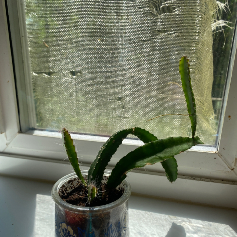 Lady-Finger Hedgehog Cactus in a small container on a windowsill.