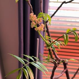 Photo of the plant species winged sumac by @ProviderYuzu8 named Surya on Greg, the plant care app