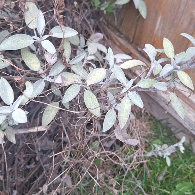 Photo of the plant species Tree Germander by @VividAlbo44 named Dolores on Greg, the plant care app