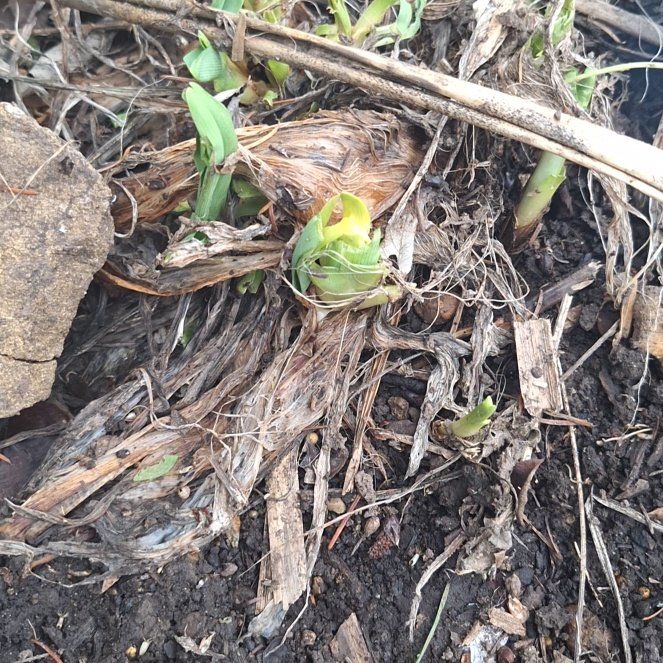 Photo of the plant species Kahili Ginger by @VividAlbo44 named Bigleef Smalls on Greg, the plant care app