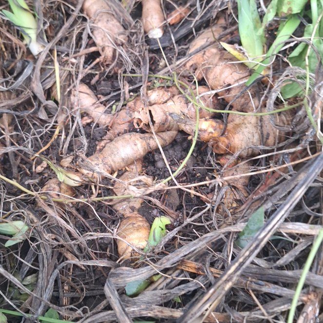 Photo of the plant species Kahili Ginger by @VividAlbo44 named Prince on Greg, the plant care app