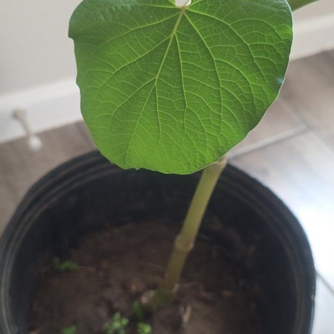 Photo of the plant species Vera Cruz Pepper by @mexicansnowball named Sonora on Greg, the plant care app