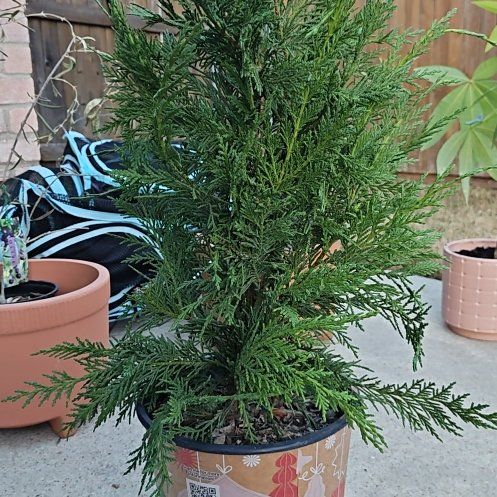 Photo of the plant species Leyland Cypress by @mickie named Osmo on Greg, the plant care app