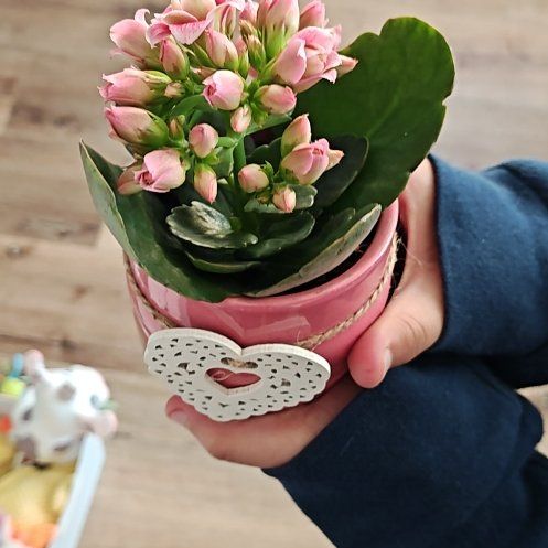 Photo of the plant species Calandiva by @mickie named Valentine on Greg, the plant care app
