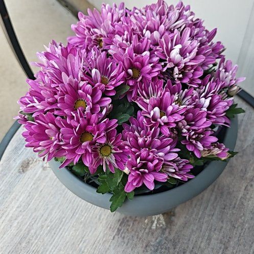 Photo of the plant species Chrysanthemum by @mickie named Kesha on Greg, the plant care app