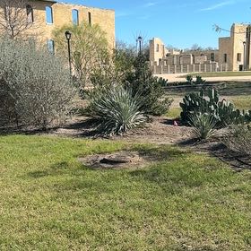 Photo of the plant species Banana Yucca by @RadiantRedsky1 named Harmony on Greg, the plant care app