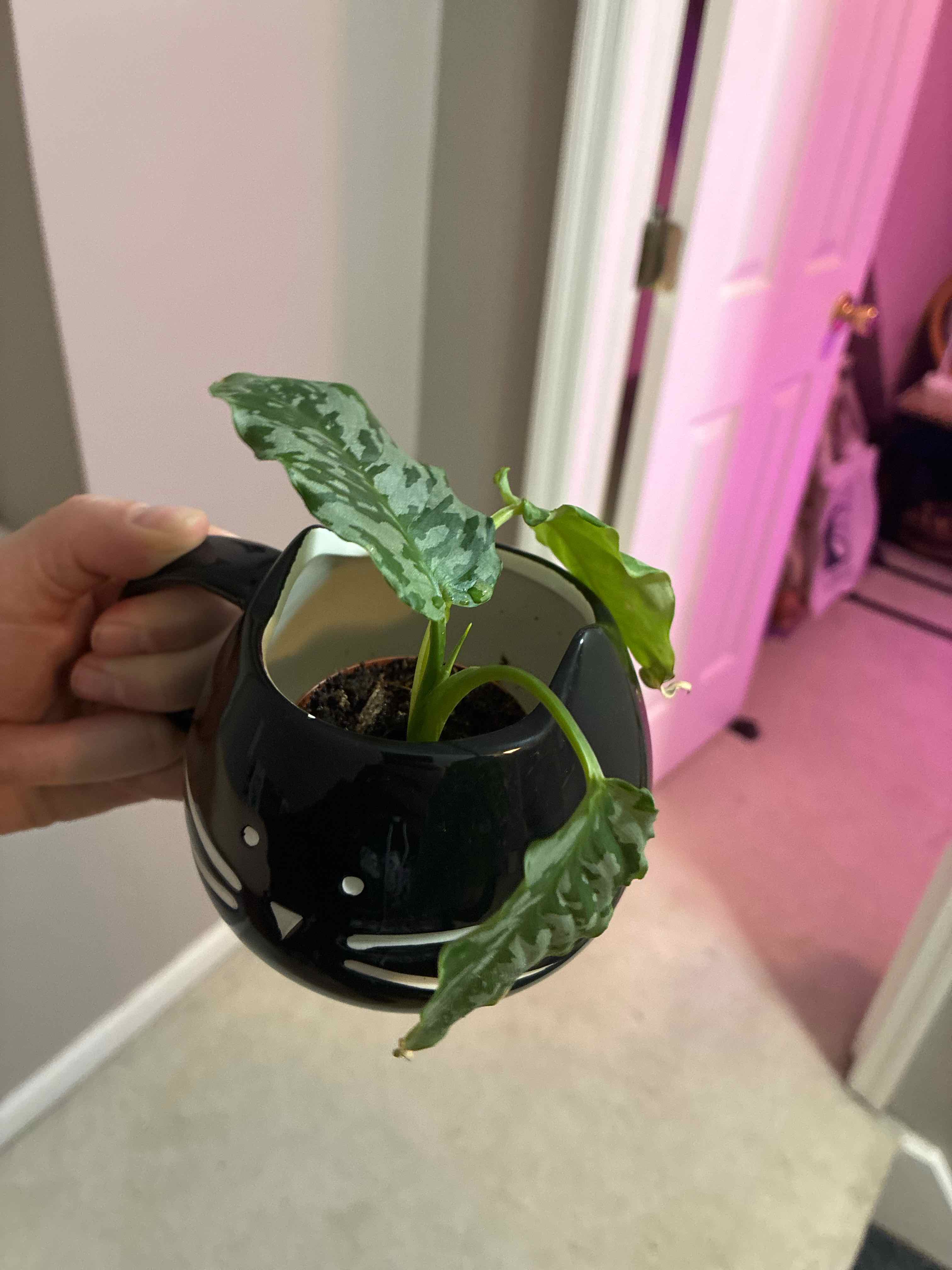Photo of the plant species Schismatoglottis Sumatran Tiger by @ComradeBasil34 named Dax on Greg, the plant care app