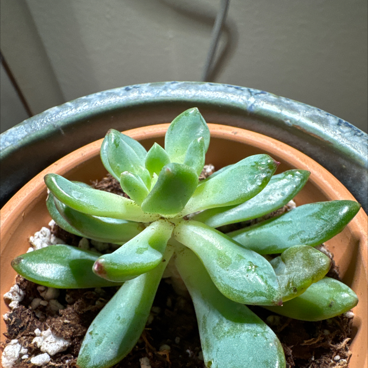 Photo of the plant species Sedeveria 'Blue Elf' by @GemYuzutree13 named Legolas on Greg, the plant care app