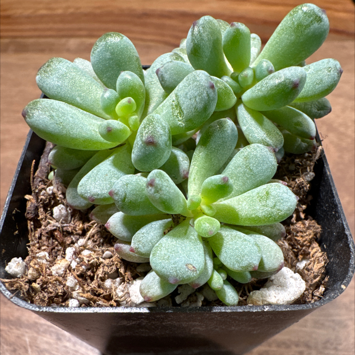 Photo of the plant species Bluebean by @GemYuzutree13 named Blue Bear on Greg, the plant care app