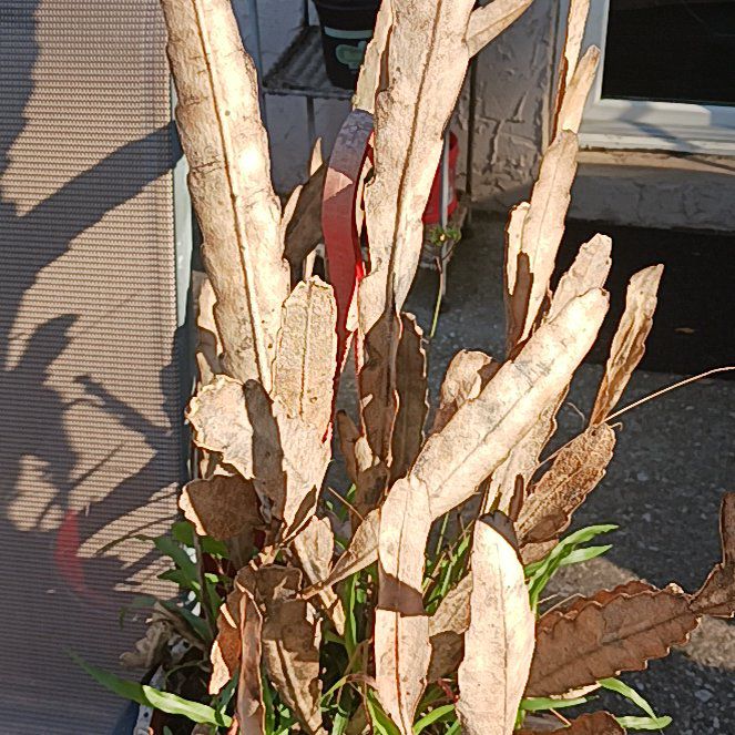 Photo of the plant species Murray Red Gum by @BigFallugia79 named Orwell on Greg, the plant care app