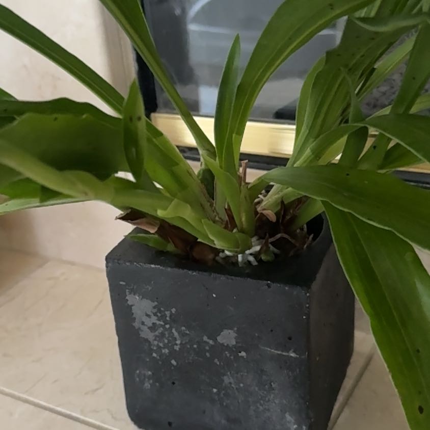 Photo of the plant species Zygopetalum Orchid by @EarthyGollum11 named Nemo on Greg, the plant care app