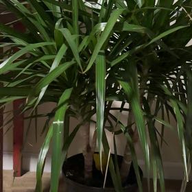 Photo of the plant species Madagascar Dragon Tree by @FulfilledBagpod named Terra on Greg, the plant care app